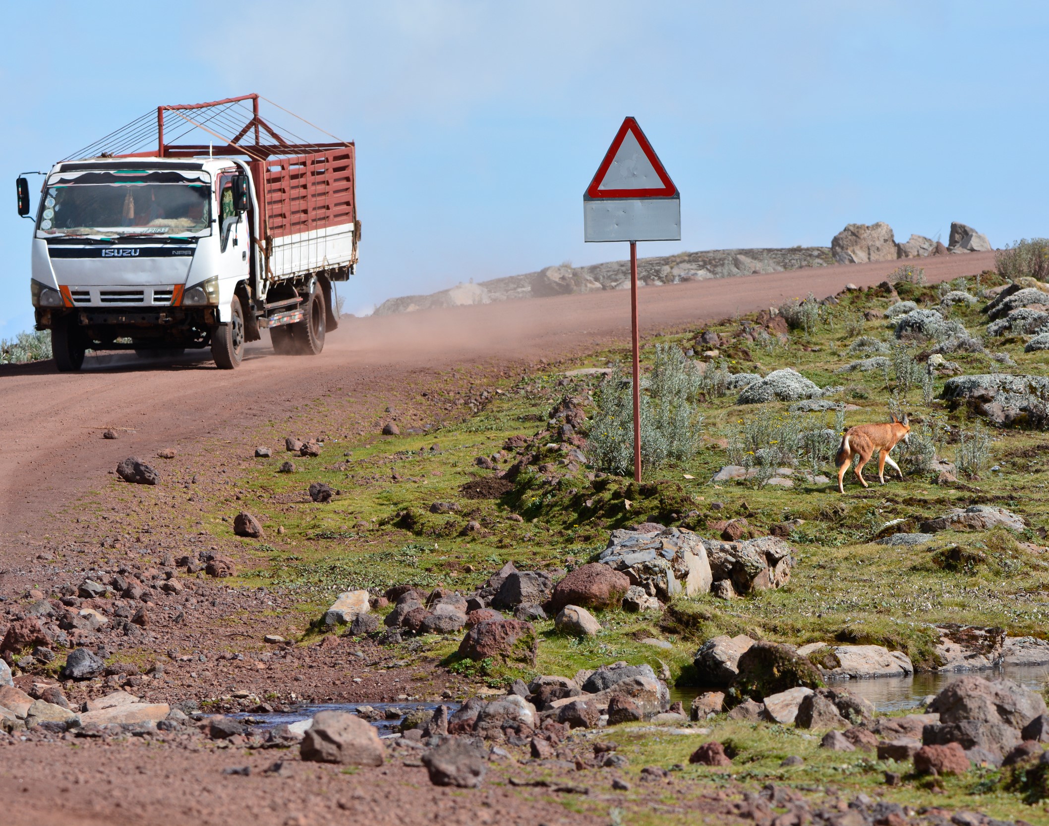 Truck passes an Ethiopian wolf along a mountain road
