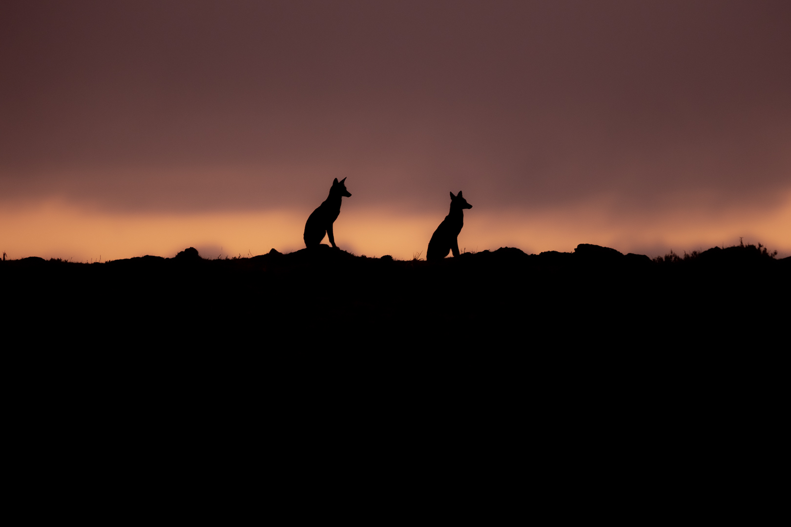 Ethiopian wolves sit on a ridge against the sunset. © Adrien Lesaffre