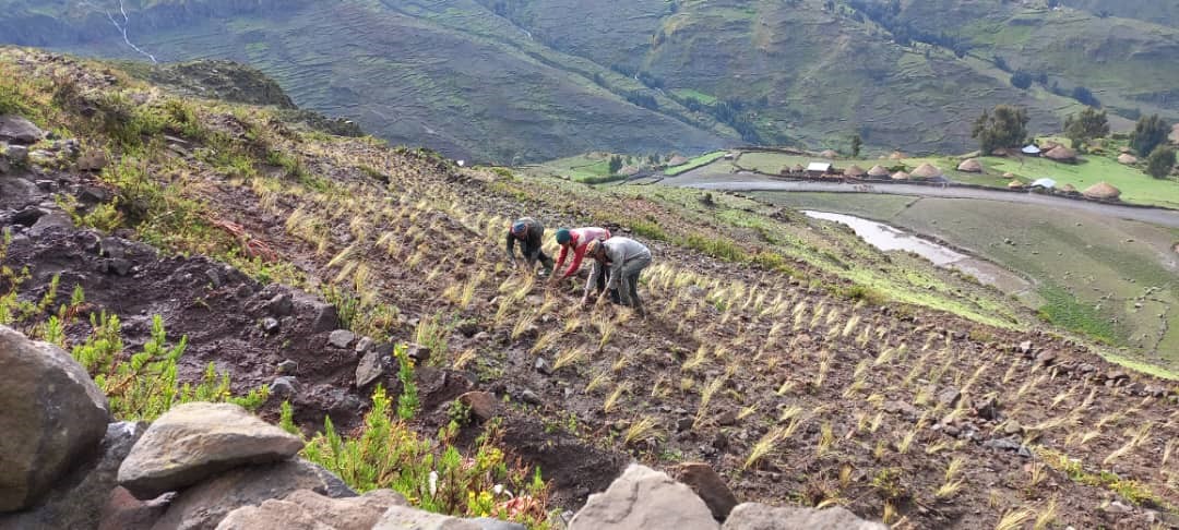 Three people plant evenly spaced grass tussocks on muddy slope