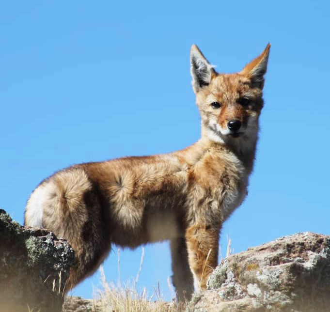 Ethiopian wolf pup standing amongst rocks before a clear blue sky