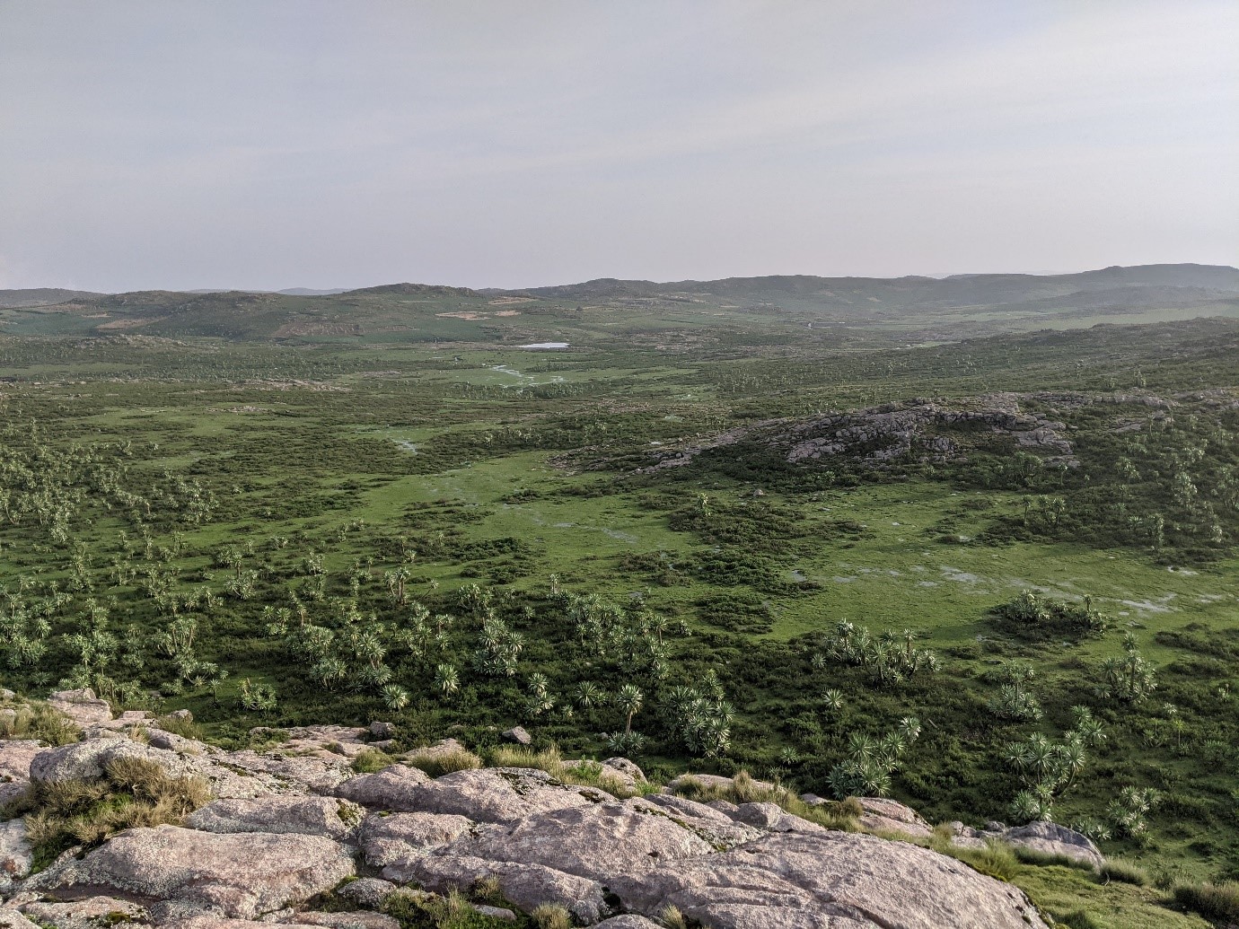 View over lush grass and healthland