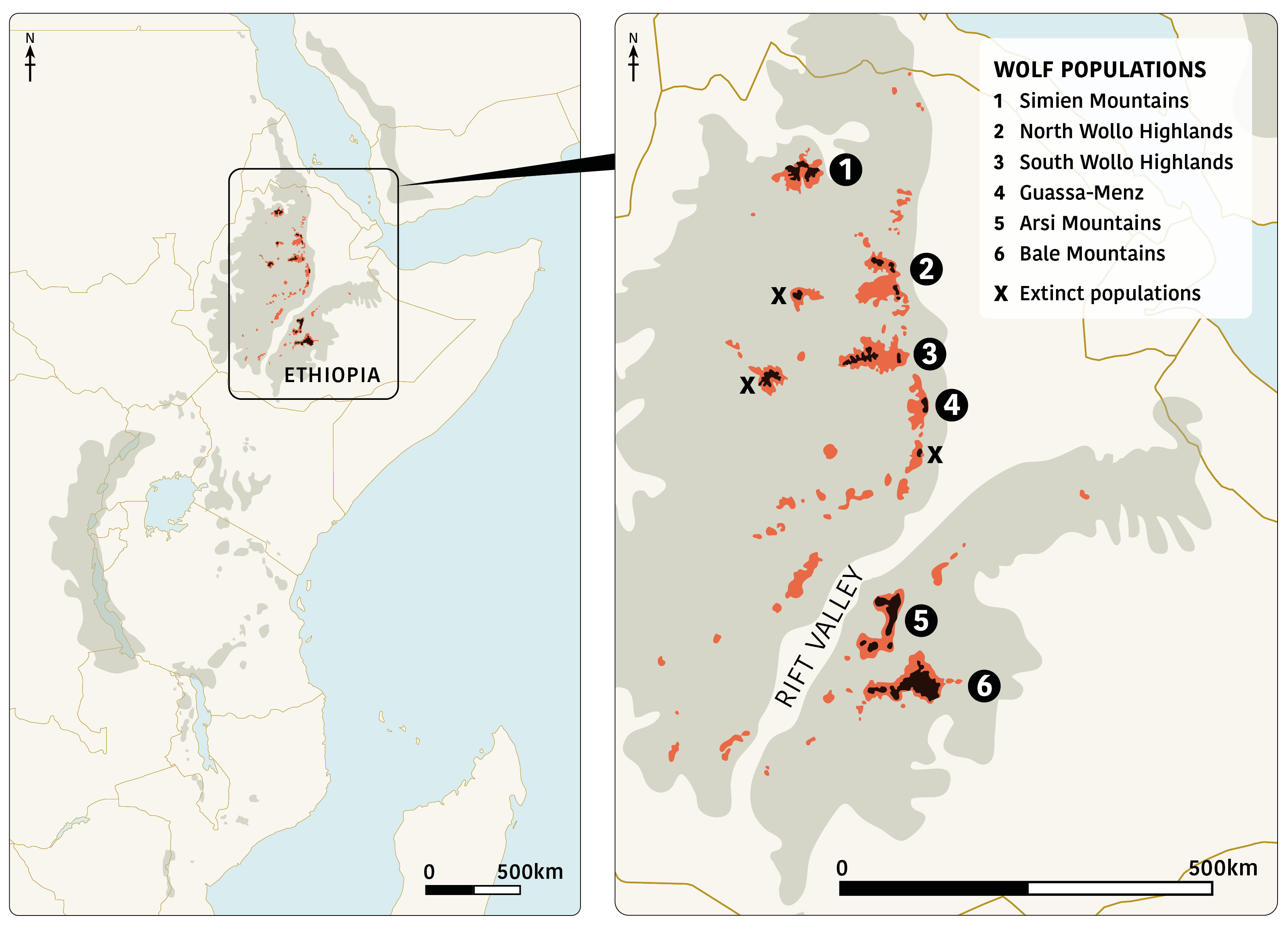 Current and extinct Ethiopian wolf populations. The Eastern Afromontane biodiversity hotspot indicated in grey; red denotes potentially suitable Afroalpine habitat under current climatic conditions; black denotes remaining Afroalpine habitat.