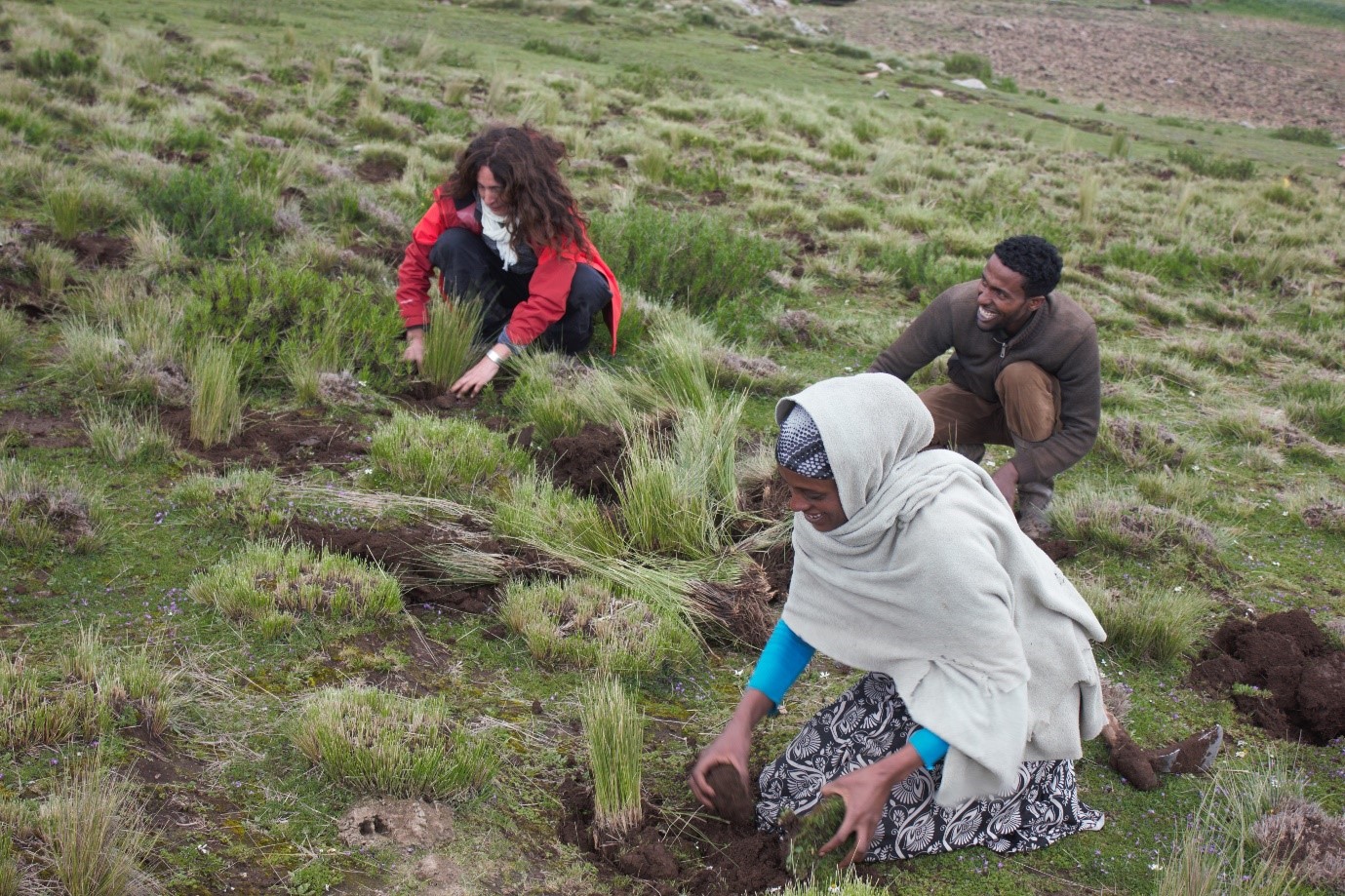 Three people crouch on a grassy hillside planting seedlings