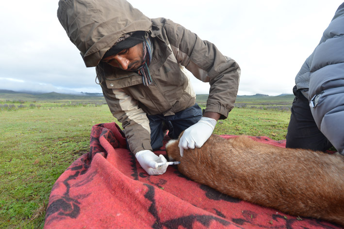 Vet administers injection to Ethiopian wolf
