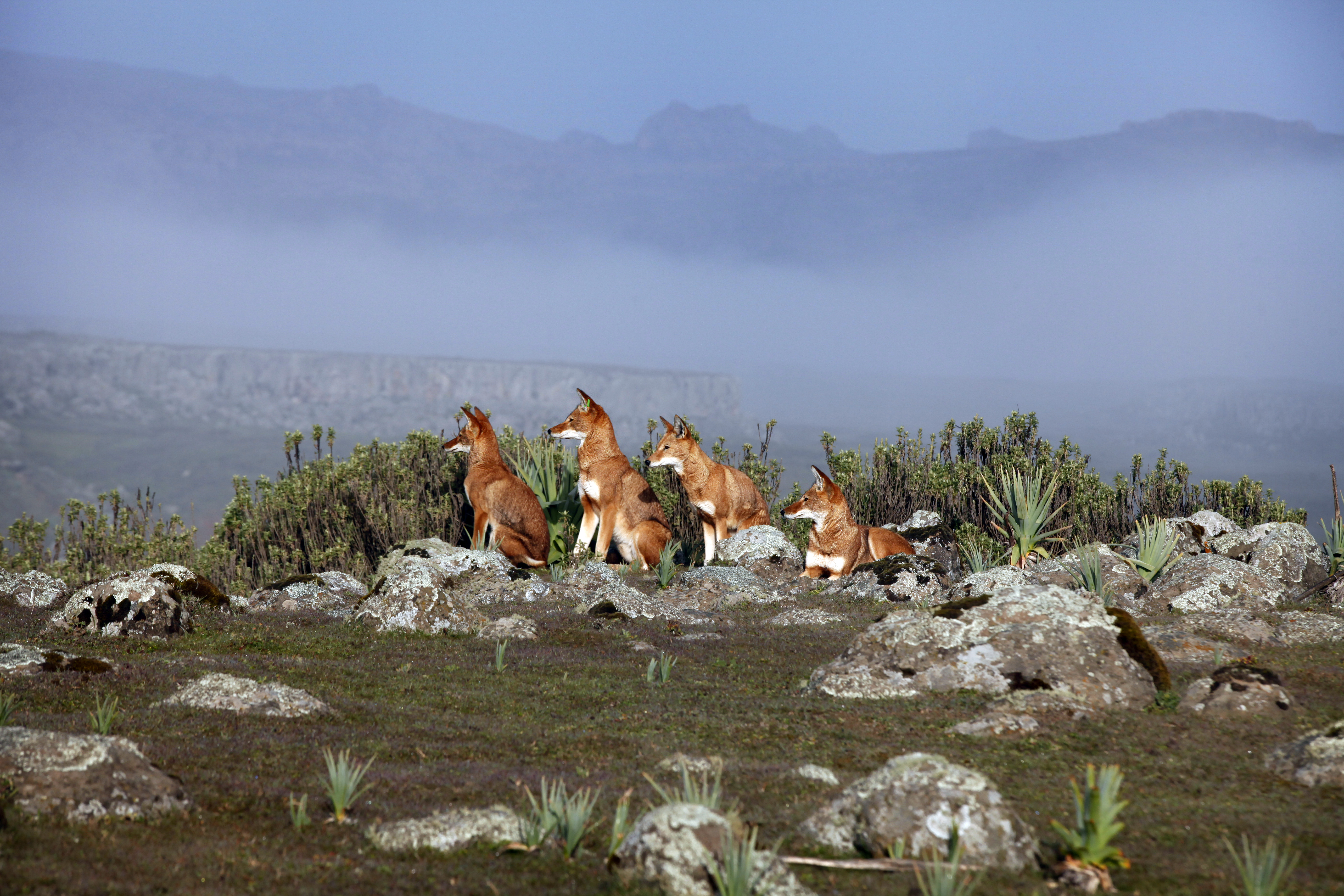 Ethiopian wolf pack in Bale Mountains. Photo: Marielle van Uitert