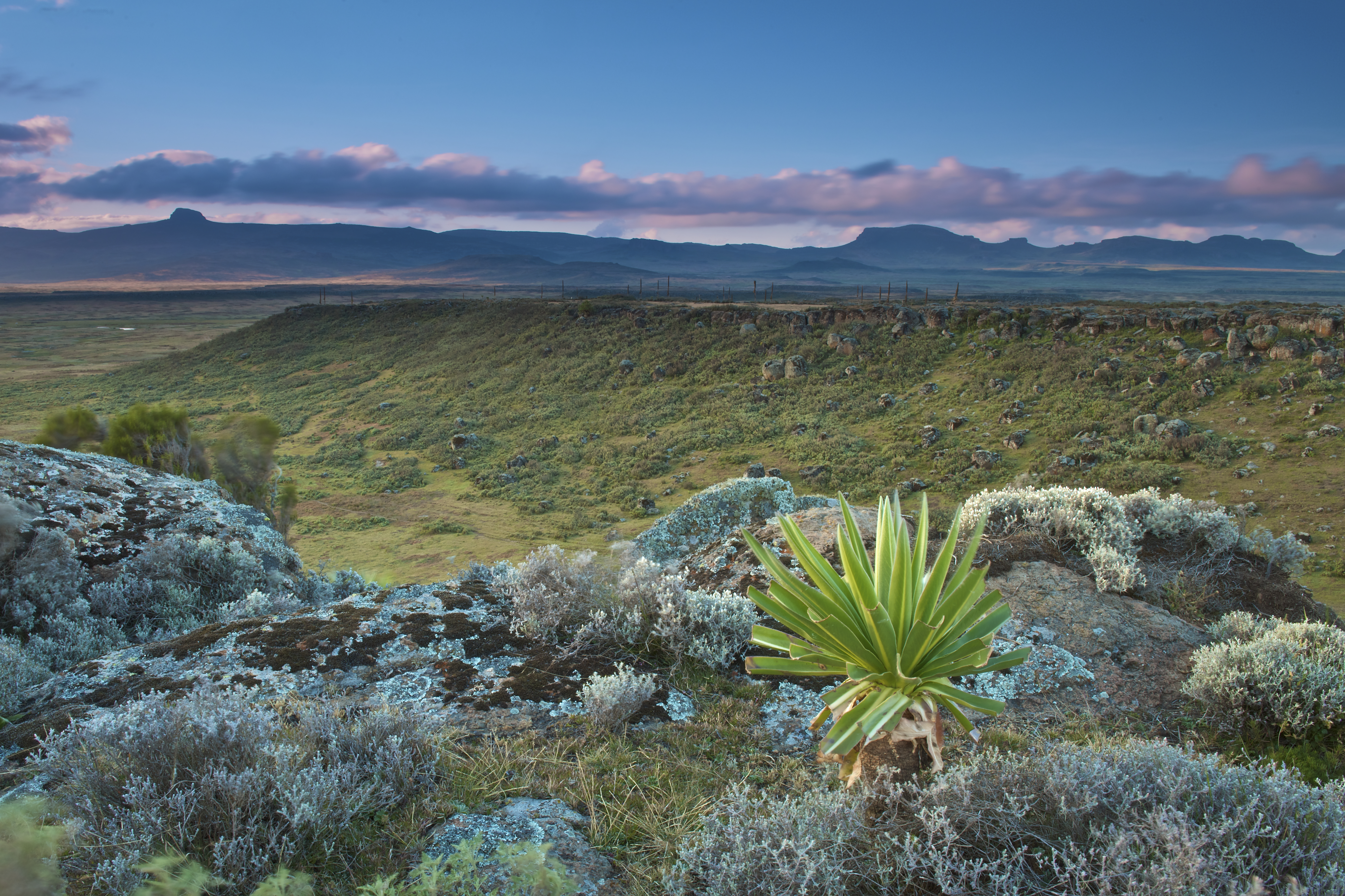Web Valley in Bale Mountains National Park. Photo: Rebecca Jackrel