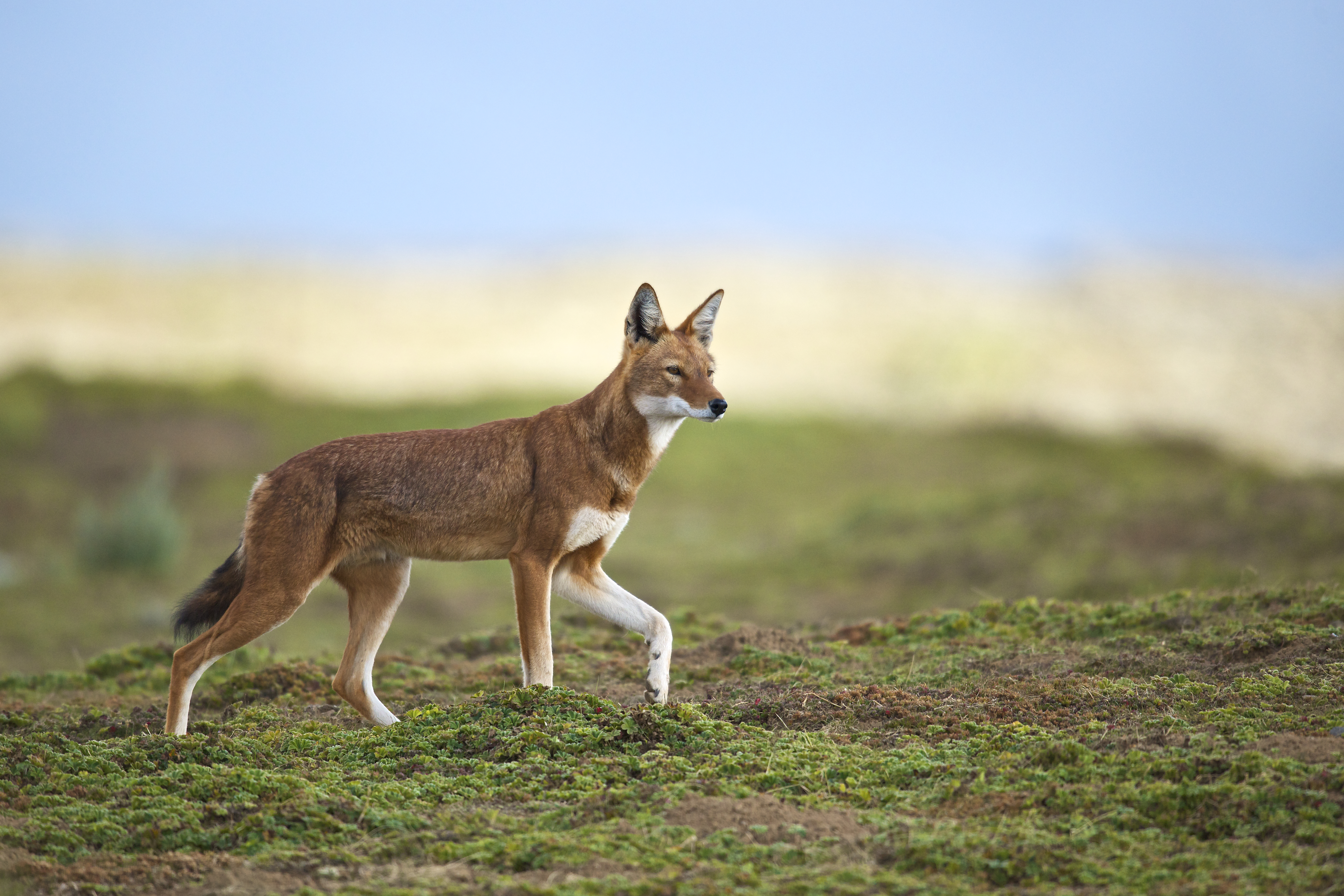 Ethiopian wolf. Photo: Rebecca Jackrel