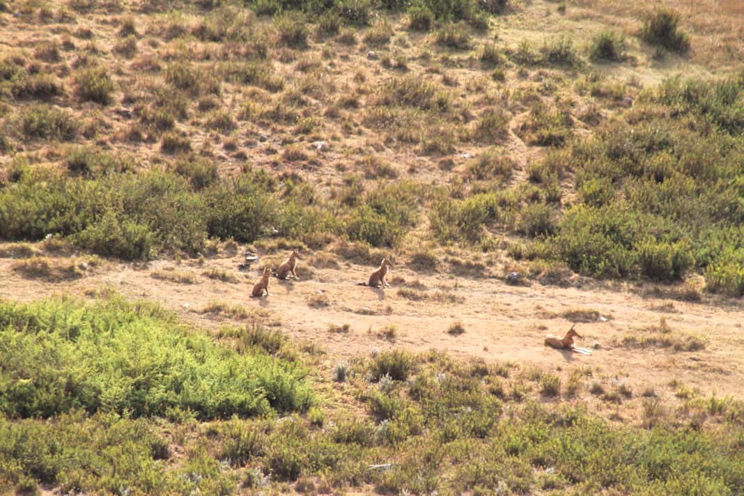 Adult Ethiopian wolf and three pups sit in the grass