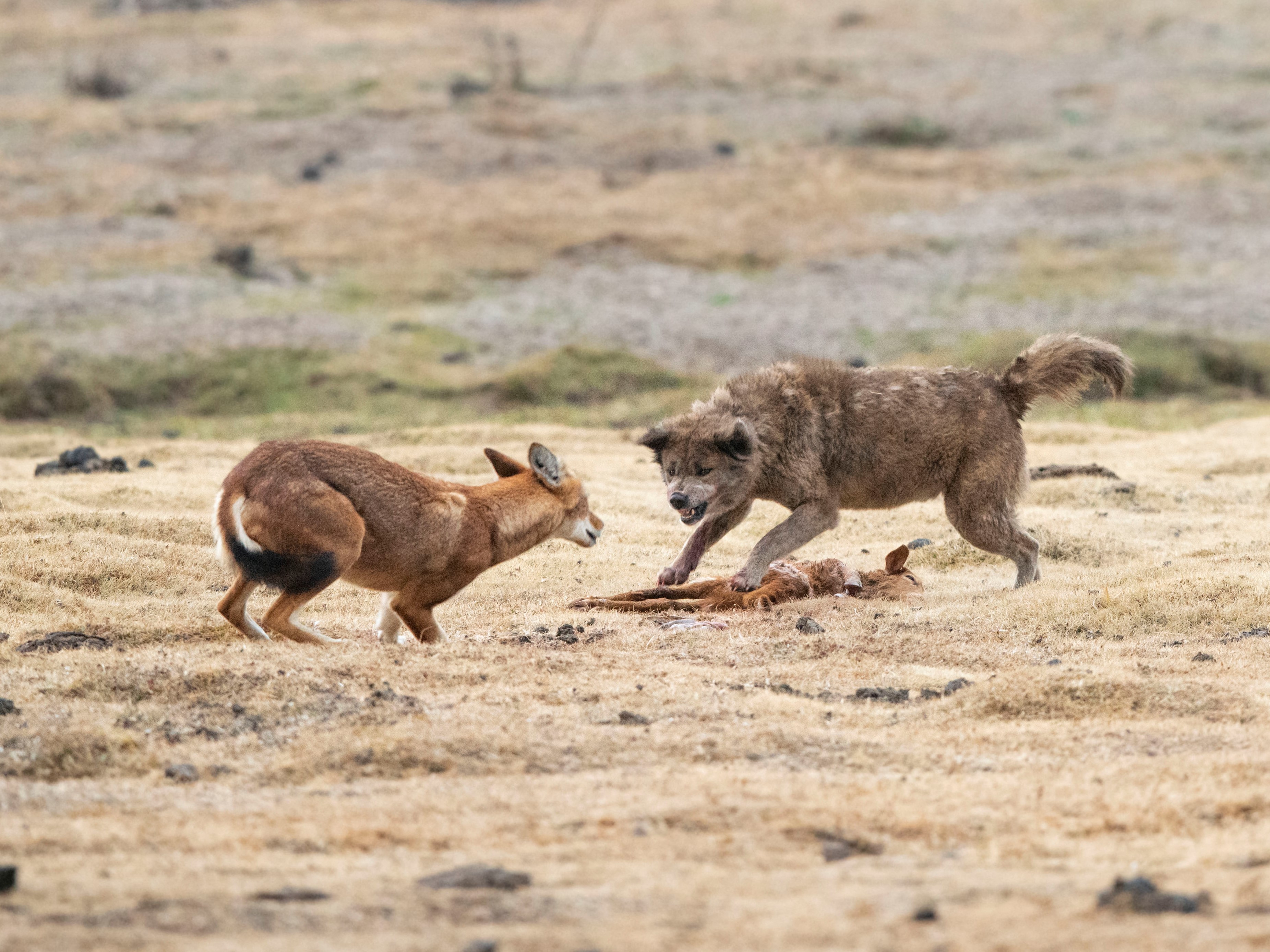 Domestic dog snarls at an Ethiopian wolf