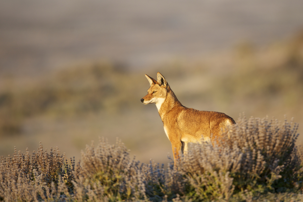 Ethiopian wolf standing in heathland