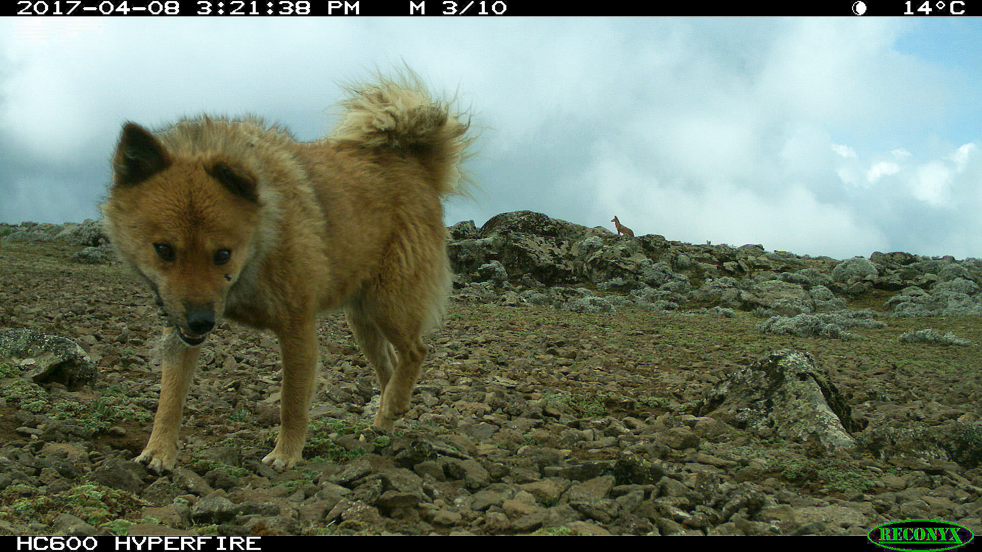 Camera trap image with domestic dog in foreground and Ethiopian wolf in background