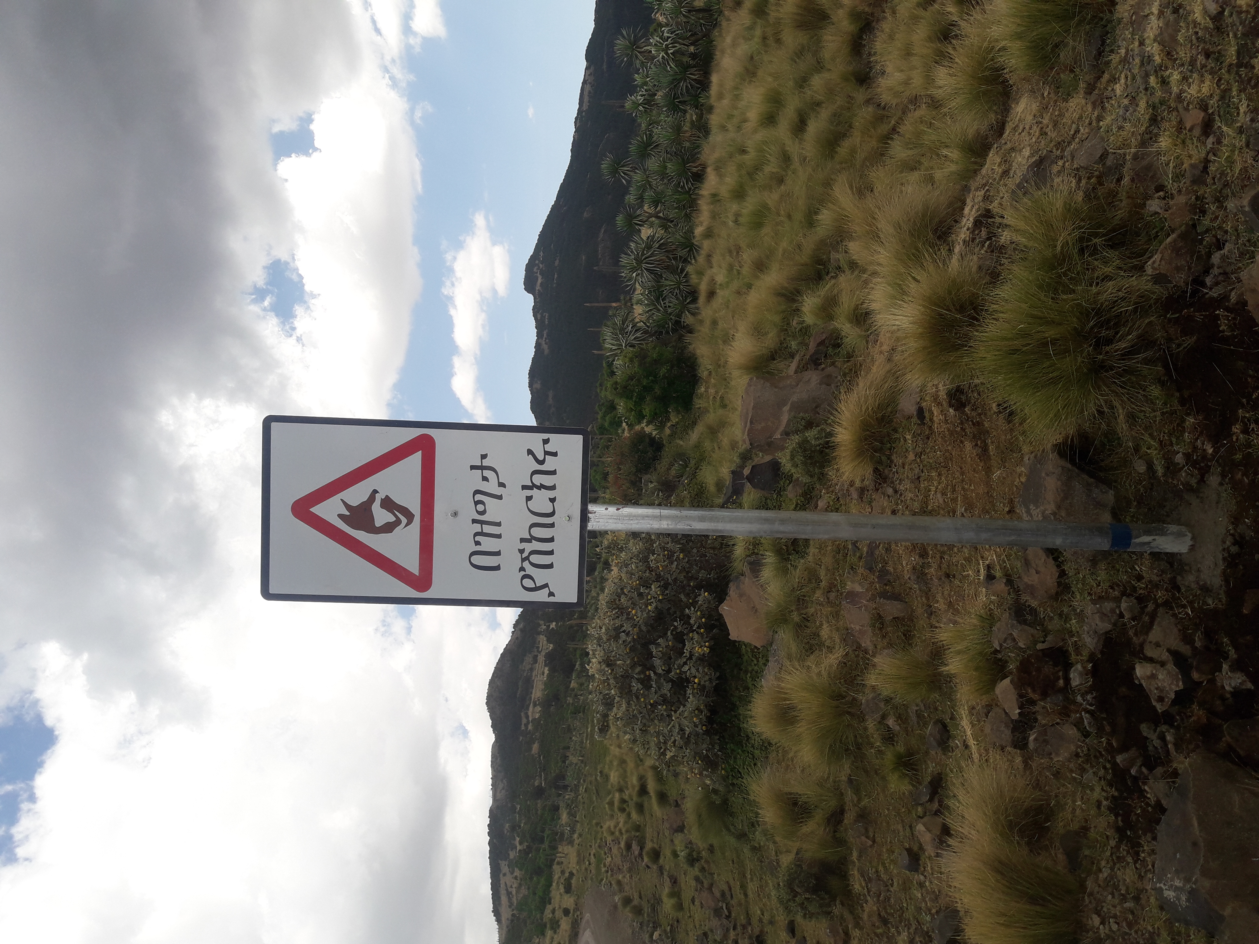 Installed road sign with Ethiopian wolf and Amharic text