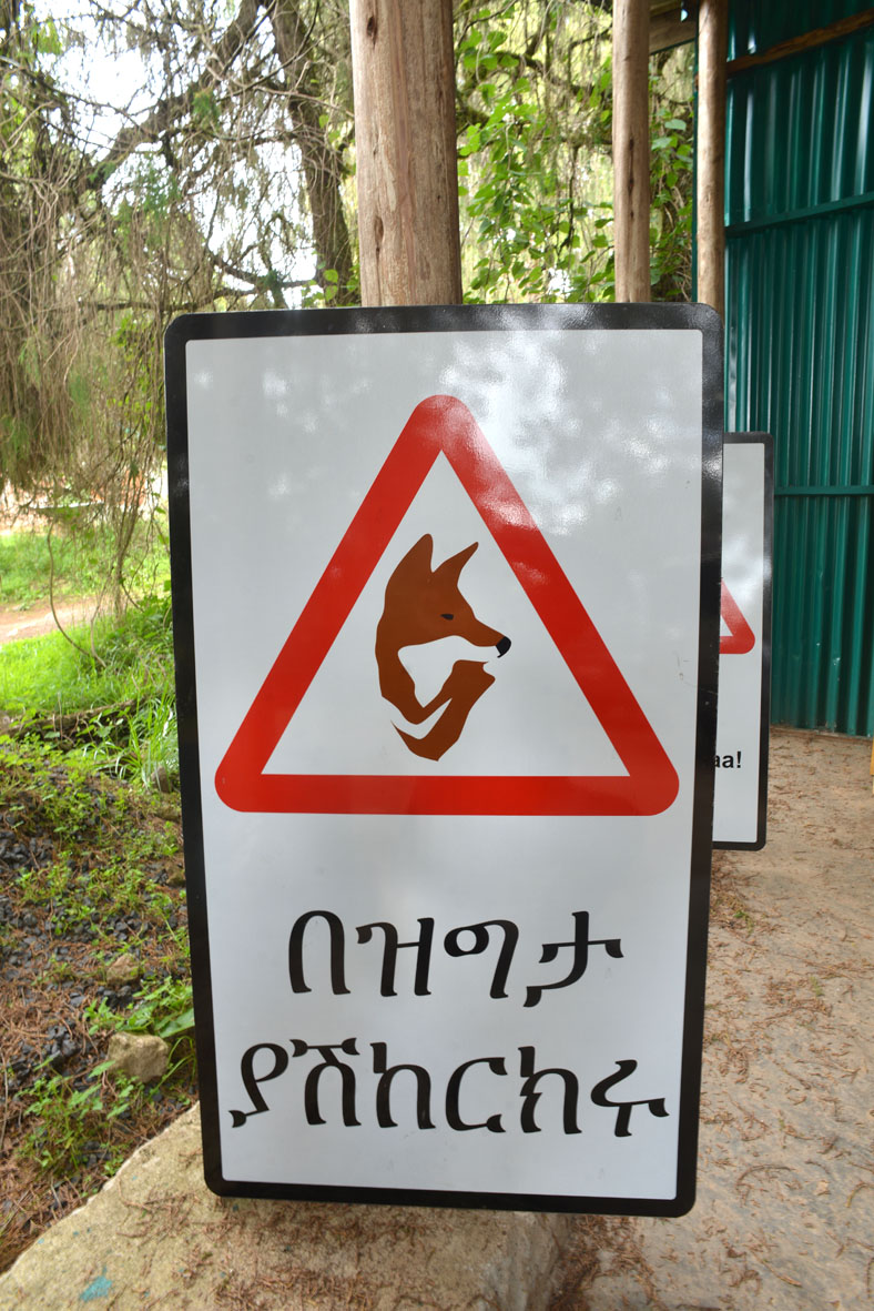 Road sign with Ethiopian wolf and Amharic text